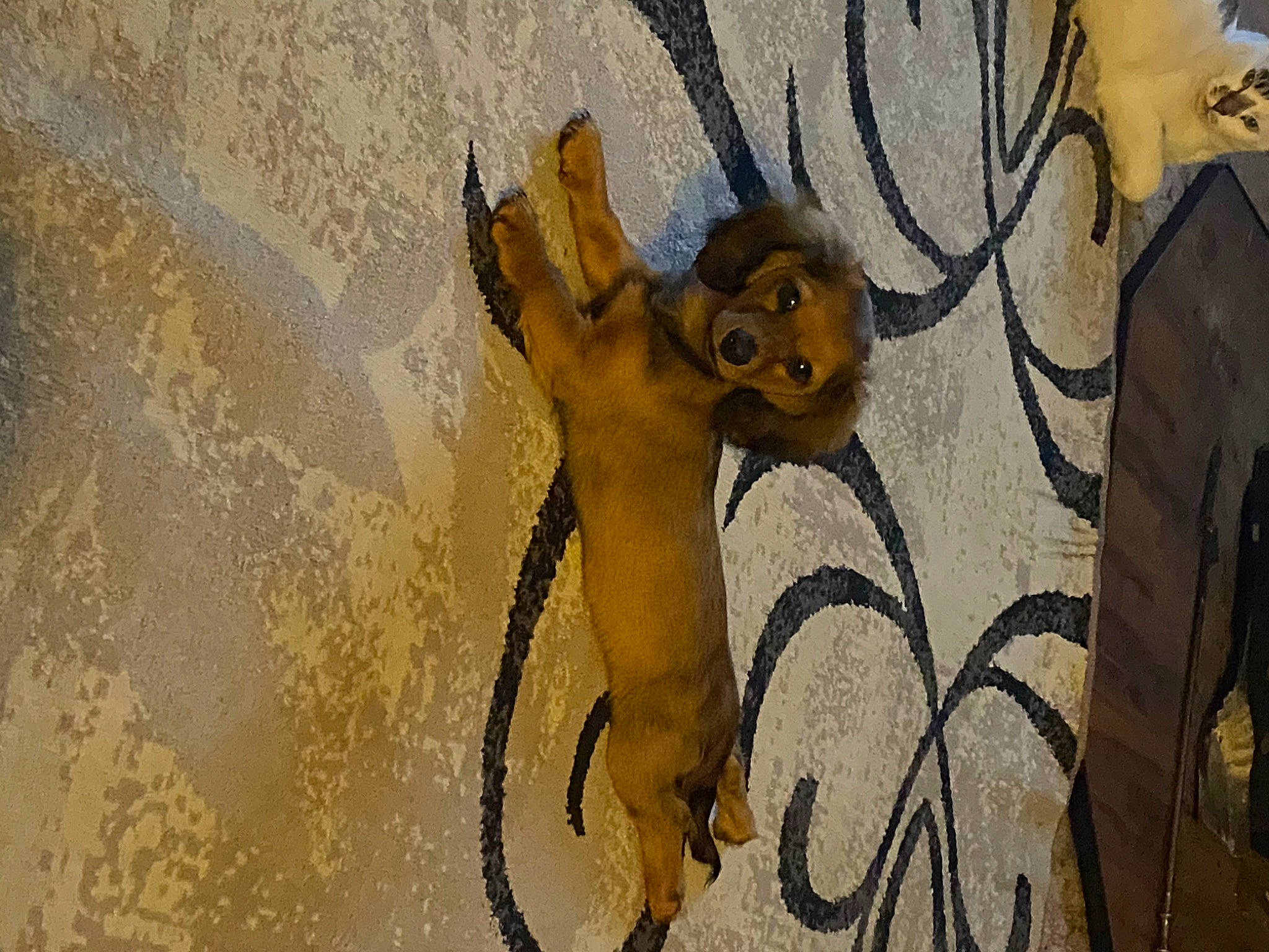 Grace joined the competition — help win amazing prizes! fawn