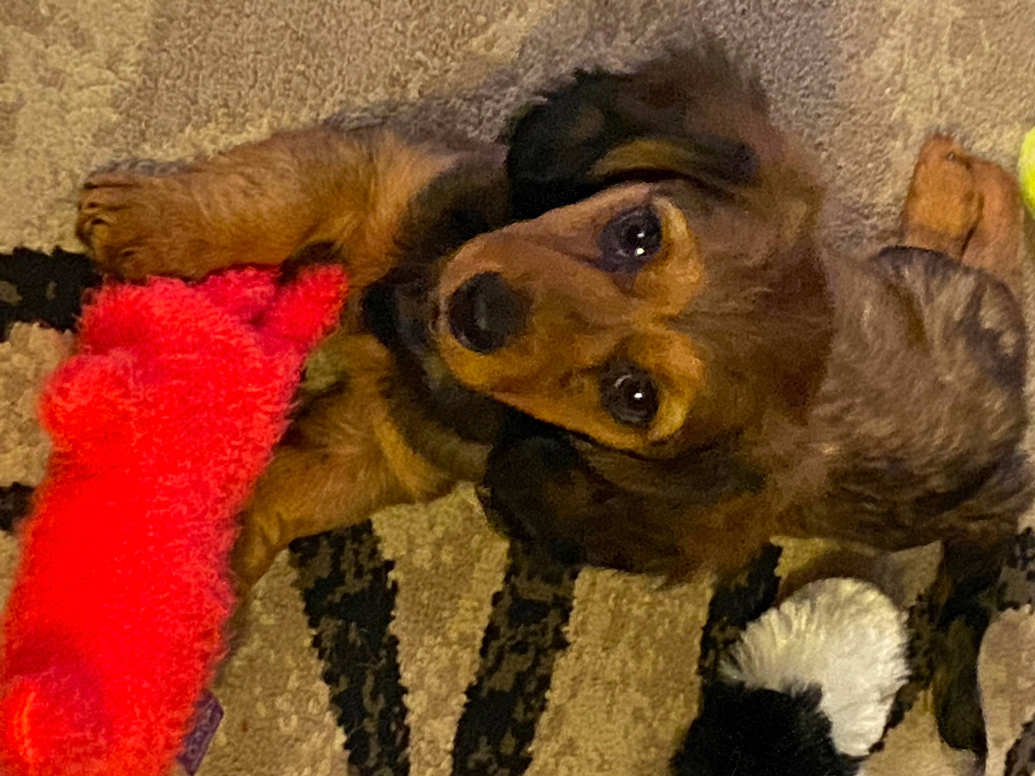 Grace joined the competition — help win amazing prizes! canidae, carnivore, companion_dog, dog, dog_breed, dog_toy, fawn, puppy, puppy_love, snout, sporting_group