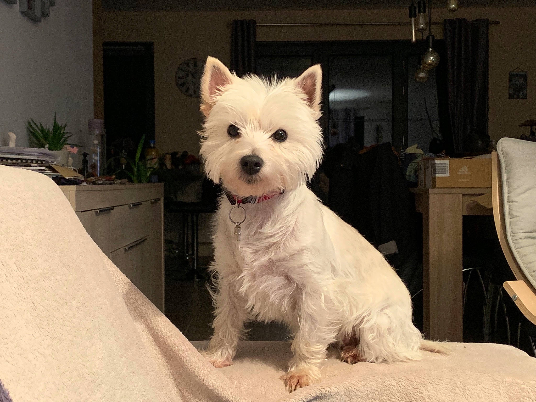 Saona a rejoint le concours — aidez-le/la à gagner de superbes lots ! cairn_terrier, canidae, carnivore, companion_dog, dog, dog_breed, mammal, norwich_terrier, puppy, rare_breed_dog, small_terrier, terrier, vertebrate, west_highland_white_terrier
