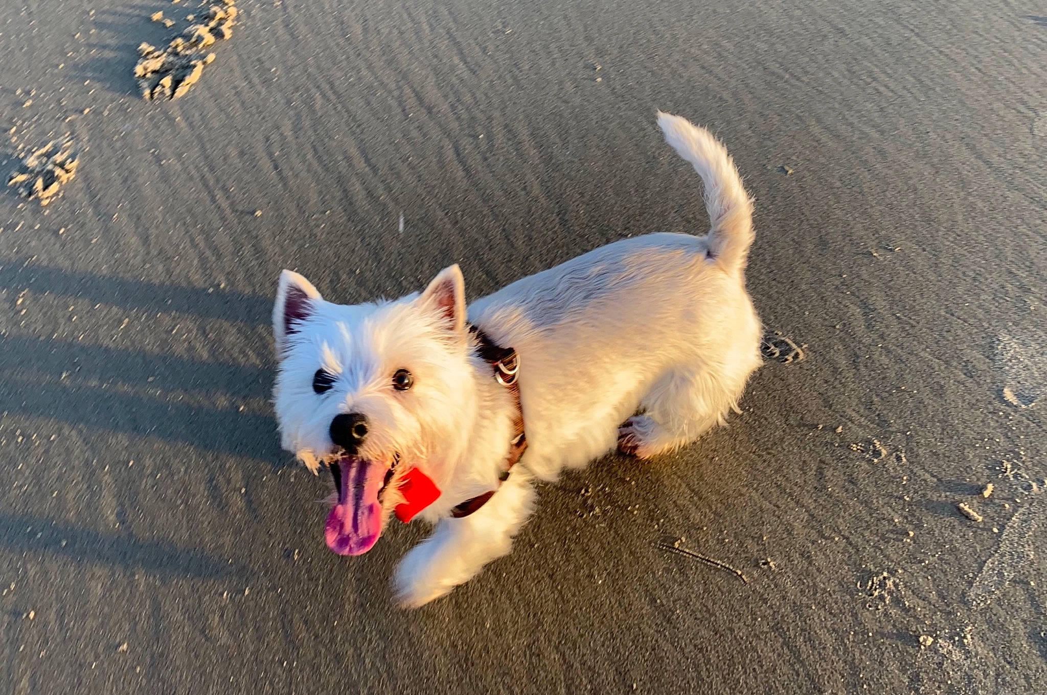 Saona participe au concours pour gagner de l'argent avec cette photo : cairn_terrier, canidae, carnivore, companion_dog, dog, dog_breed, mammal, norwich_terrier, puppy, rare_breed_dog, small_terrier, terrier, vertebrate, west_highland_white_terrier