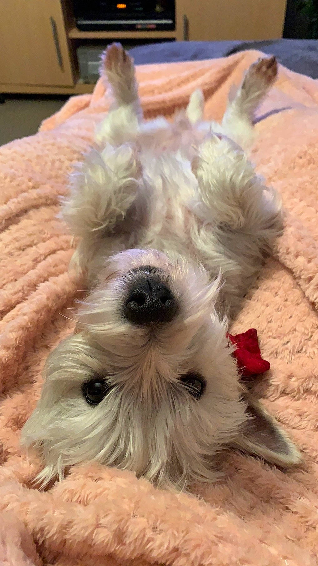 Saona participe au concours pour gagner de l'argent avec cette photo : canidae, carnivore, dog, dog_breed, glen_of_imaal_terrier, irish_soft_coated_wheaten_terrier, mammal, miniature_schnauzer, puppy, rare_breed_dog, schnauzer, scottish_terrier, sealyham_terrier, small_terrier, snout, sporting_lucas_terrier, standard_schnauzer, terrier, tibetan_terrier, west_highland_white_terrier