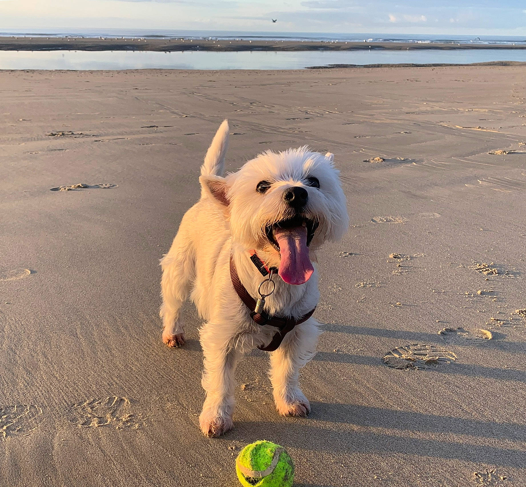 Saona a rejoint le concours — aidez-le/la à gagner de superbes lots ! ball, beach, cairn_terrier, canidae, carnivore, coast, dog, dog_breed, mammal, ocean, puppy, sand, sea, sky, small_terrier, sporting_group, tennis_ball, terrier, vacation, west_highland_white_terrier