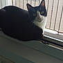 cat, black_and_white, windowsill, indoor, outdoor, balcony, curious, pet, animal, feline, chair, greenery, window, daylight, resting, looking, house, home, domestic, fur