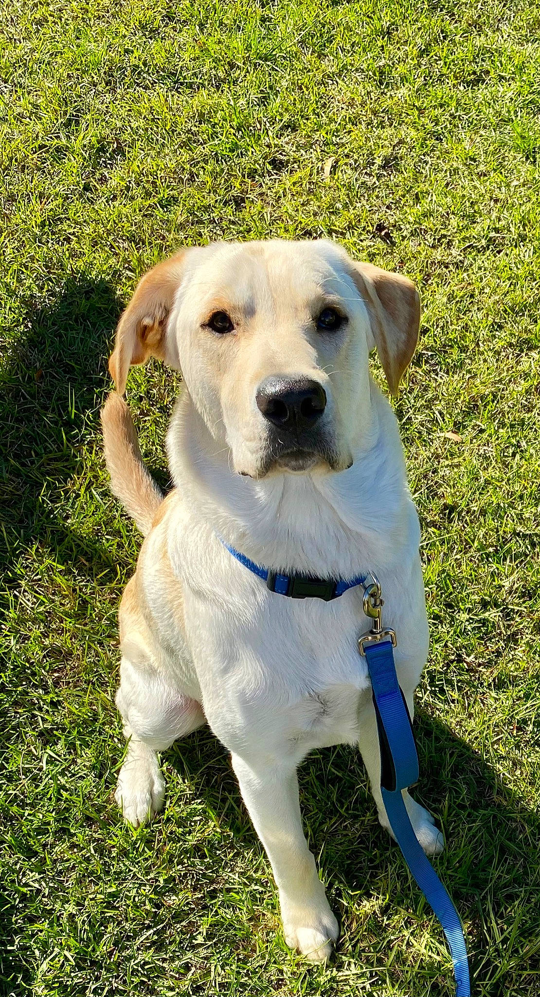 Cooper joined the competition — help win amazing prizes! canidae, carnivore, collar, companion_dog, dog, dog_breed, dog_collar, dog_supply, fawn, gun_dog, hunting_dog, labrador_retriever, leash, mammal, pet_supply, retriever, snout, sporting_group, tail, working_animal