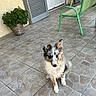 puppy, dog, animal, pet, fur, sitting, outdoor, tile_floor, green_chair, potted_plant, flower, curb, door, window, sunlight, ears, cute, adorable, young_dog, attention