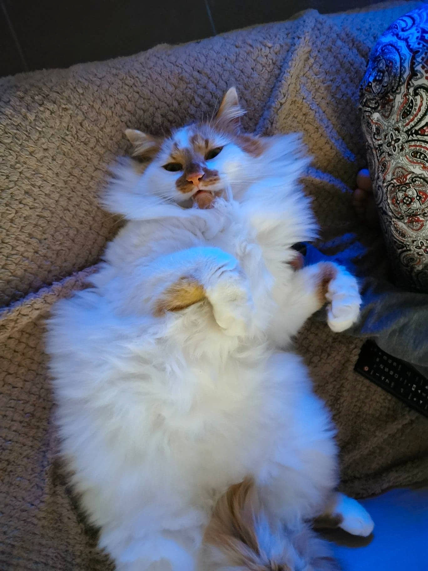 Kiwi a rejoint le concours — aidez-le/la à gagner de superbes lots ! canidae, carnivore, cat, companion_dog, dog_breed, felidae, fur, kitten, maltese, norwegian_forest_cat, persian, pomeranian, puppy, ragdoll, shih_tzu, small_to_medium_sized_cats, whiskers