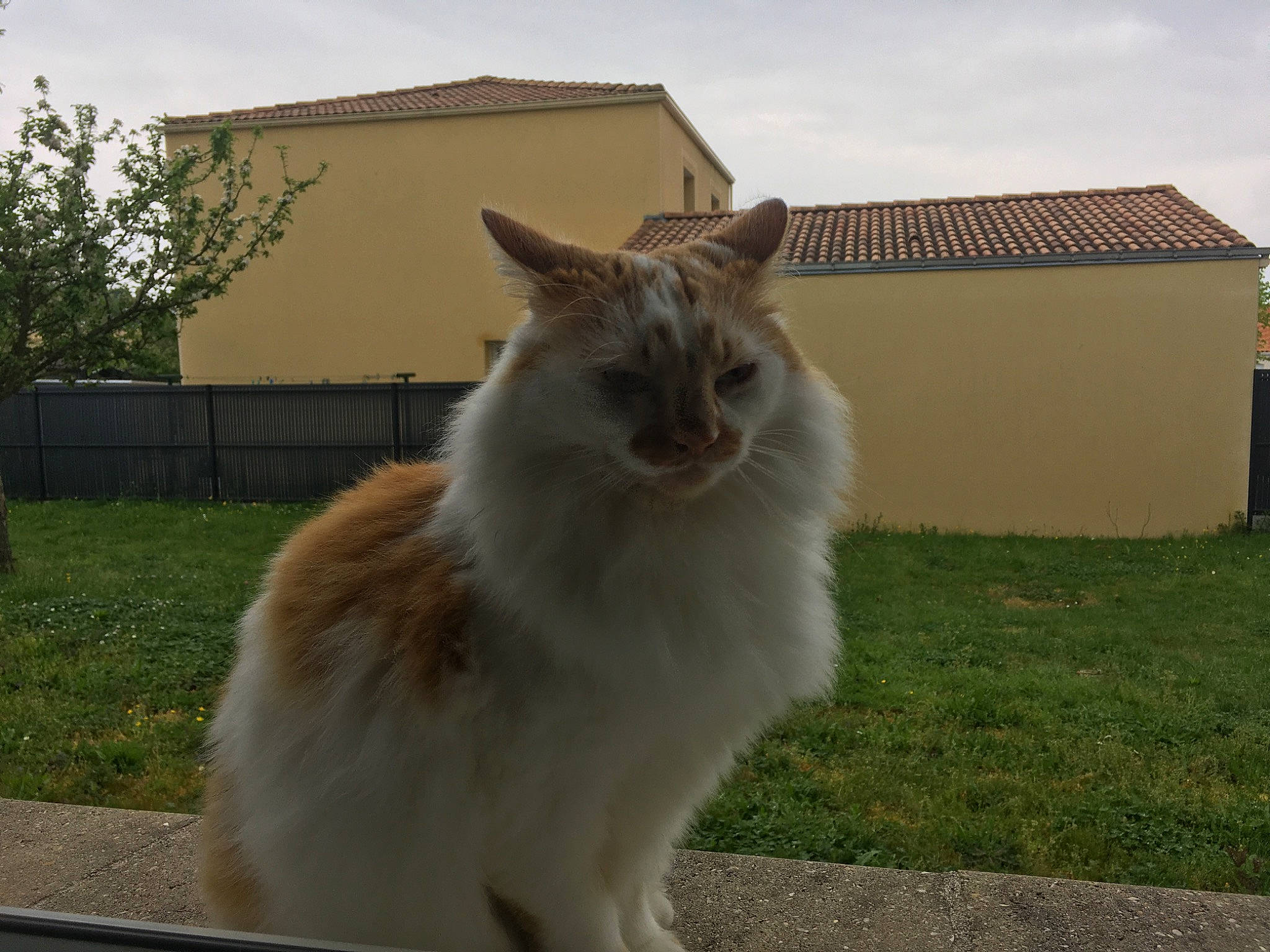 Kiwi participe au concours pour gagner de l'argent avec cette photo : aegean_cat, birman, carnivore, cat, domestic_long_haired_cat, fawn, felidae, maine_coon, mammal, norwegian_forest_cat, ragamuffin, ragdoll, small_to_medium_sized_cats, tail, whiskers, window