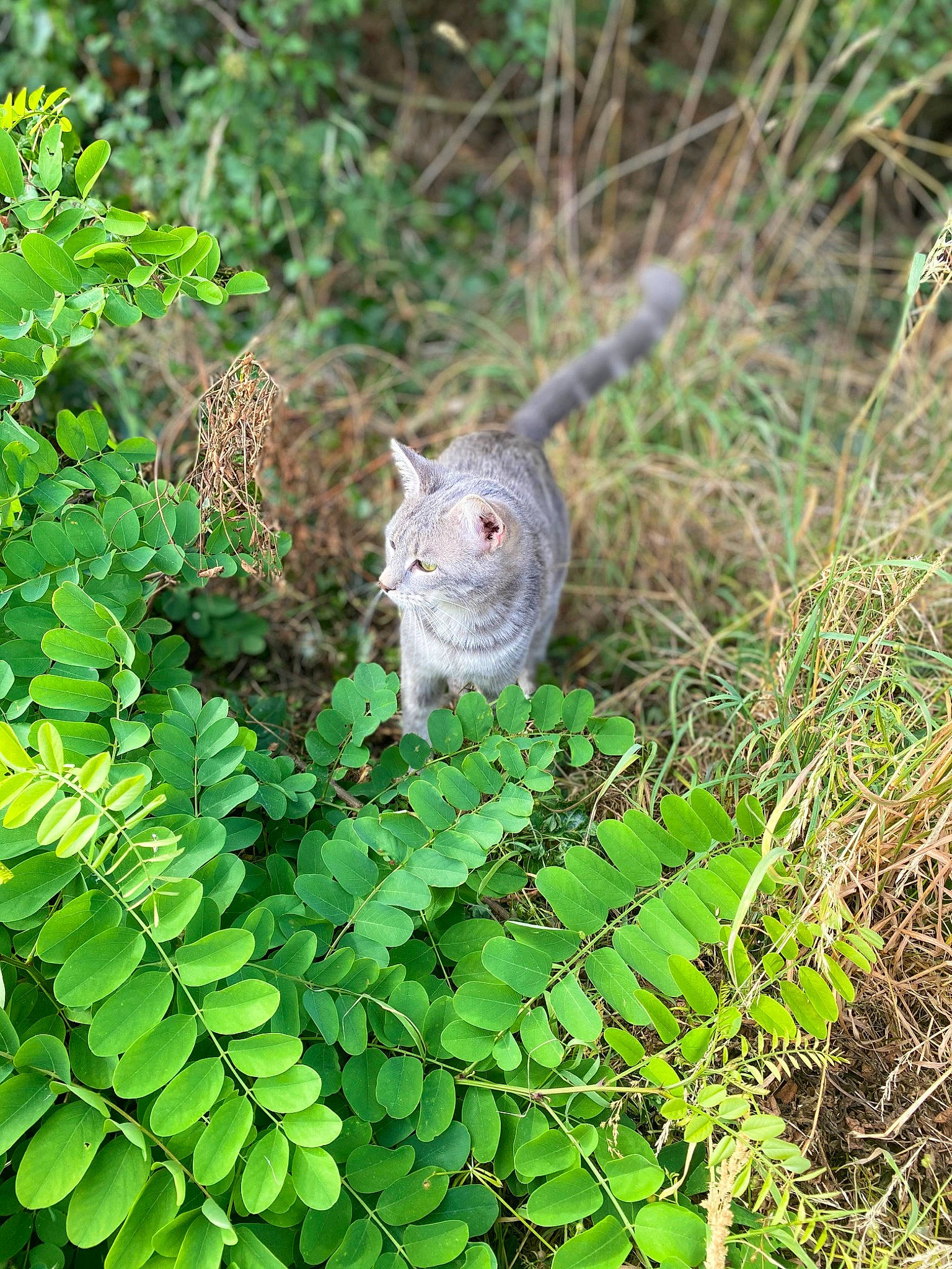 Pollya a rejoint le concours — aidez-le/la à gagner de superbes lots ! annual_plant, beak, fawn, fox_squirrel, grass, grey_squirrel, ground_squirrels, groundcover, herb, nature_reserve, organism, plant, rodent, squirrel, tail, terrestrial_animal, terrestrial_plant, whiskers, wildlife, wood