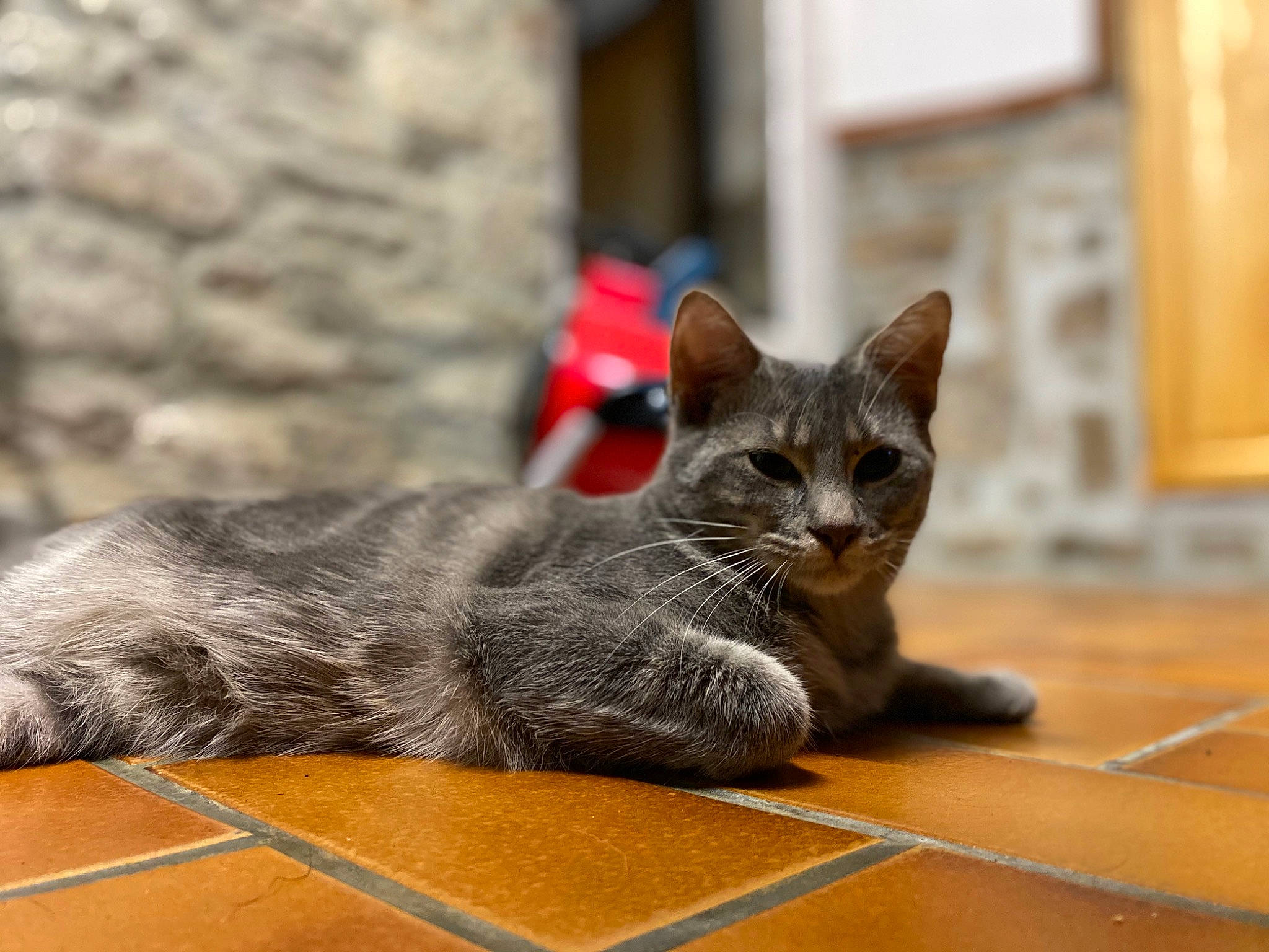 Pollya a rejoint le concours — aidez-le/la à gagner de superbes lots ! carnivore, cat, claw, comfort, domestic_short_haired_cat, felidae, flooring, fur, grey, hardwood, paw, russian_blue, sitting, small_to_medium_sized_cats, snout, tail, terrestrial_animal, whiskers, wood