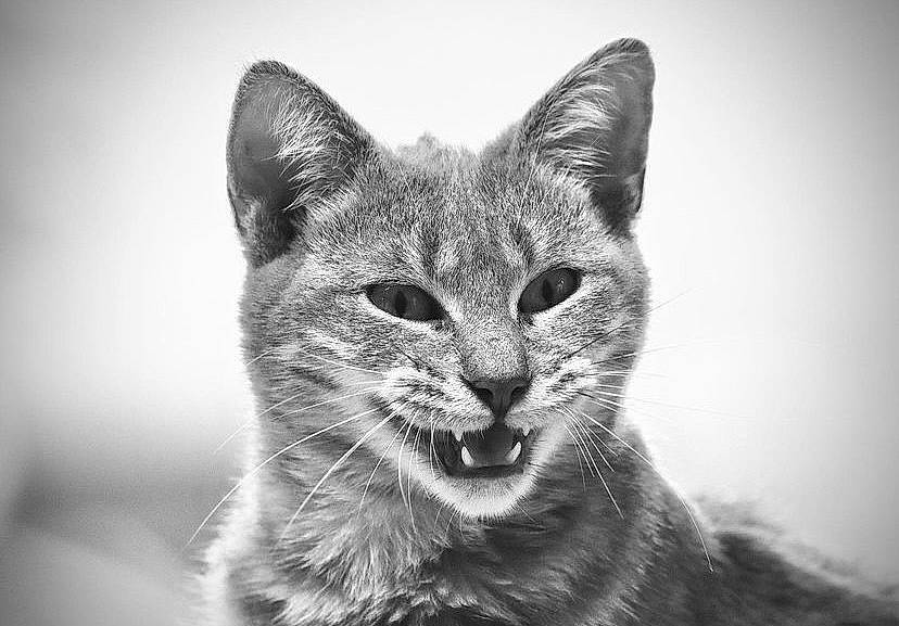 Pollya