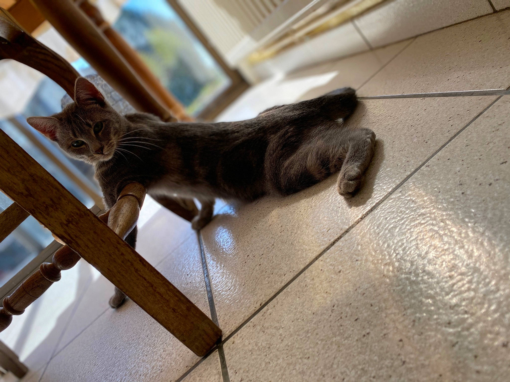 Pollya a rejoint le concours — aidez-le/la à gagner de superbes lots ! canidae, carnivore, cat, claw, domestic_short_haired_cat, fawn, felidae, flooring, fur, hardwood, human_leg, metal, small_to_medium_sized_cats, snout, tail, terrestrial_animal, tile_flooring, whiskers, window, wood