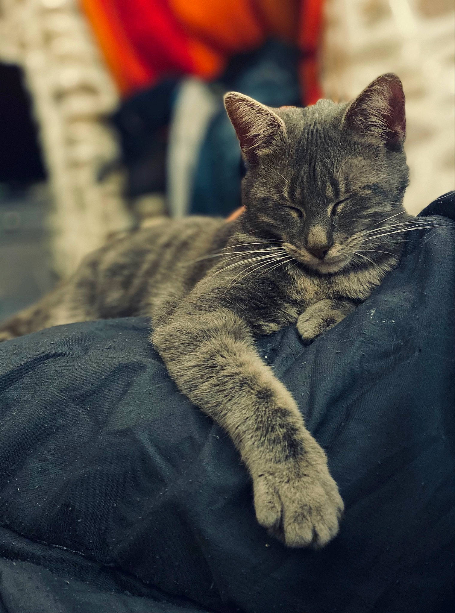 Pollya a rejoint le concours — aidez-le/la à gagner de superbes lots ! carnivore, cat, claw, comfort, domestic_short_haired_cat, felidae, fur, grey, monochrome, monochrome_photography, paw, sitting, small_to_medium_sized_cats, snout, tail, terrestrial_animal, whiskers, wildlife