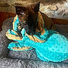 puppy, dog, blanket, bed, stone_wall, tile_floor, cozy, indoor, pet, brown_fur, black_muzzle, soft_texture, resting, comfort, curious, small_dog, wrapped, cute, animal, domestic