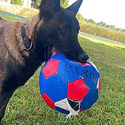 Athena a rejoint le concours — aidez-le/la à gagner de superbes lots ! animal, canine, chewing, collar, daylight, dog, field, fun, grass, greenery, house, nature, outdoor, pet, playful, recreation, soccer_ball, sport, toy, tree