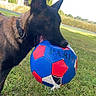 animal, canine, chewing, collar, daylight, dog, field, fun, grass, greenery, house, nature, outdoor, pet, playful, recreation, soccer_ball, sport, toy, tree