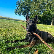Athena participe au concours pour gagner de l'argent avec cette photo : dog, canine, animal, grass, stick, outdoor, sunny, tree, nature, pet, chewing, lying_down, park, summer, daytime, mammal, playful, brown, black, collar