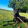 dog, canine, animal, grass, stick, outdoor, sunny, tree, nature, pet, chewing, lying_down, park, summer, daytime, mammal, playful, brown, black, collar