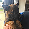 Athena participe au concours pour gagner de l'argent avec cette photo : puppy, dog, brown_fur, black_fur, cute, pet, animal, young, indoor, person, hand, holding, ears, curious, close_up, portrait, furry, small, domestic_animal, face