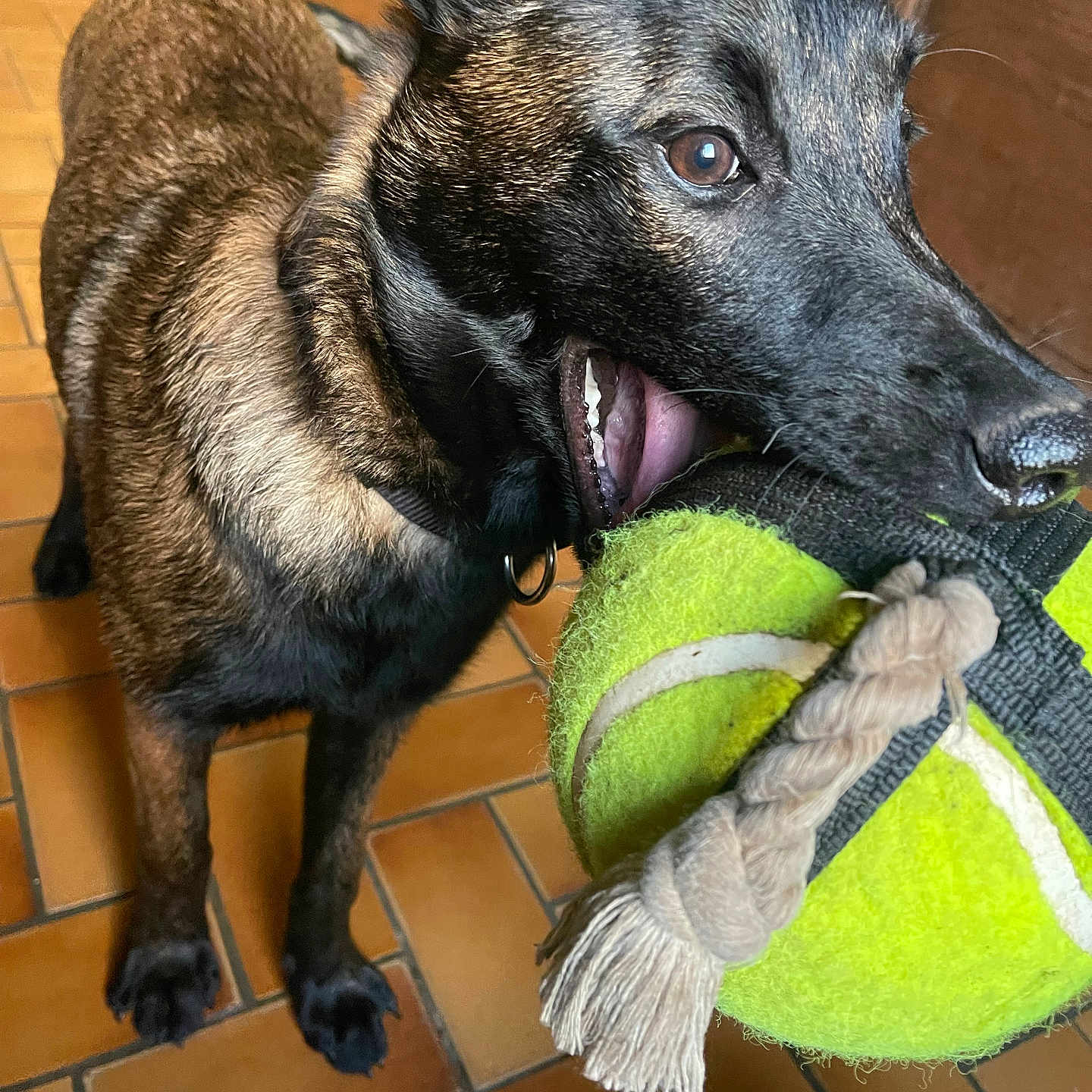 Athena a rejoint le concours — aidez-le/la à gagner de superbes lots ! dog, pet, animal, indoor, toy, tennis_ball, rope, playful, brown_fur, black_fur, ears, mouth, teeth, floor, tile, closeup, canine, chewing, domestic_animal, companion
