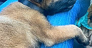 Athena a rejoint le concours — aidez-le/la à gagner de superbes lots ! animal, blue_jeans, casual, closeup, collar, comfort, cozy, cute, dog, fur, indoor, lap, legs, pet, puppy, relaxed, resting, sleeping, toy, white_sneakers