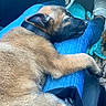 Athena a rejoint le concours — aidez-le/la à gagner de superbes lots ! puppy, dog, sleeping, collar, blue_jeans, lap, white_sneakers, toy, cozy, resting, indoor, casual, pet, animal, cute, relaxed, closeup, fur, legs, comfort