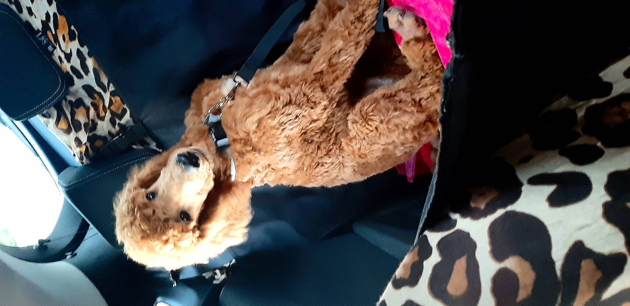 Sacha a rejoint le concours — aidez-le/la à gagner de superbes lots ! canidae, carnivore, claw, collar, companion_dog, dog, dog_breed, fawn, felidae, fur, fur_clothing, leash, paw, small_to_medium_sized_cats, sporting_group, tail, terrier, tree