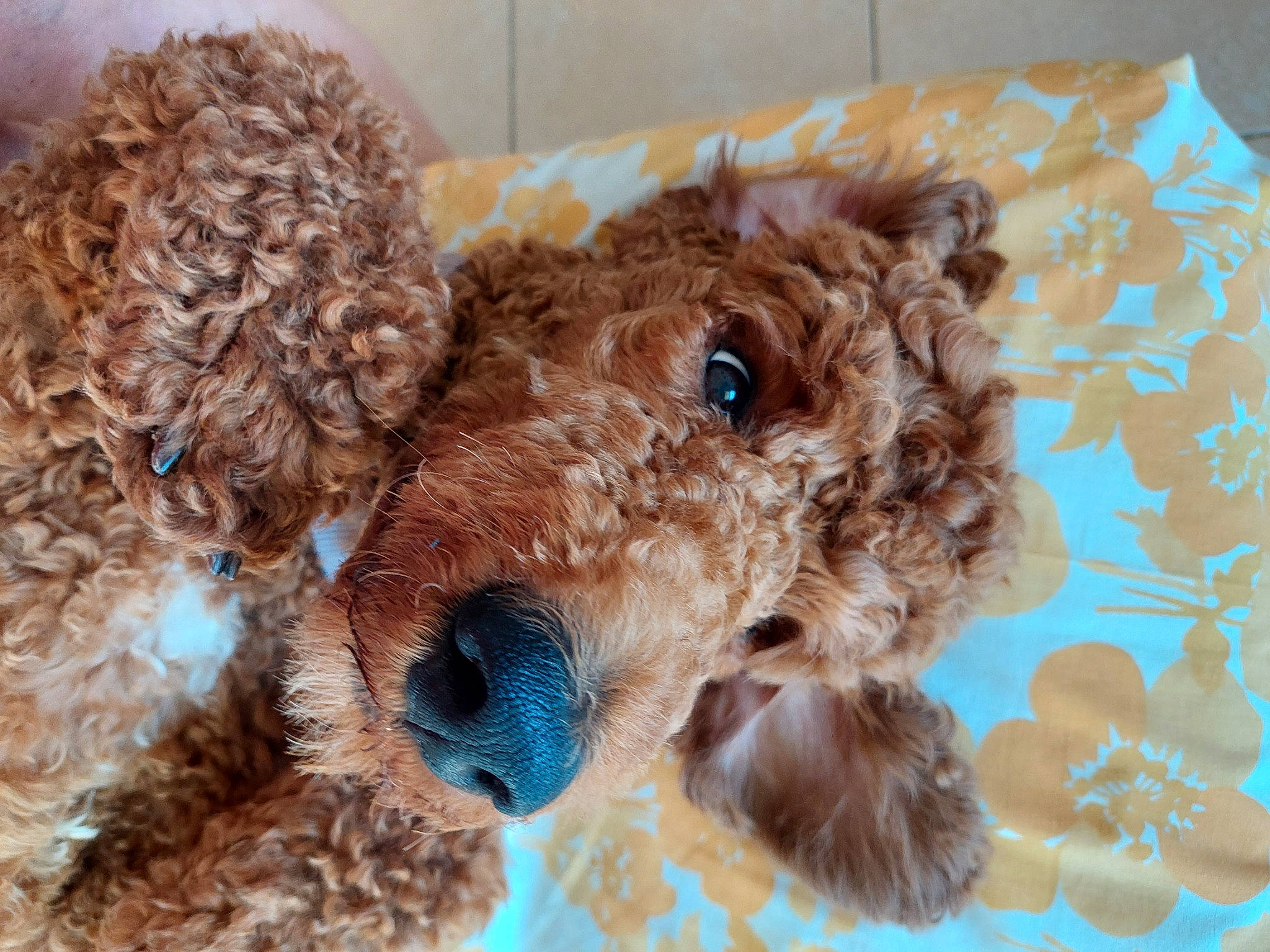 Sacha participe au concours pour gagner de l'argent avec cette photo : canidae, carnivore, clock, companion_dog, dog, dog_breed, dog_supply, fawn, fur, plush, poodle, snout, sporting_group, stuffed_toy, teddy_bear, terrier, toy, toy_dog, water_dog, working_animal