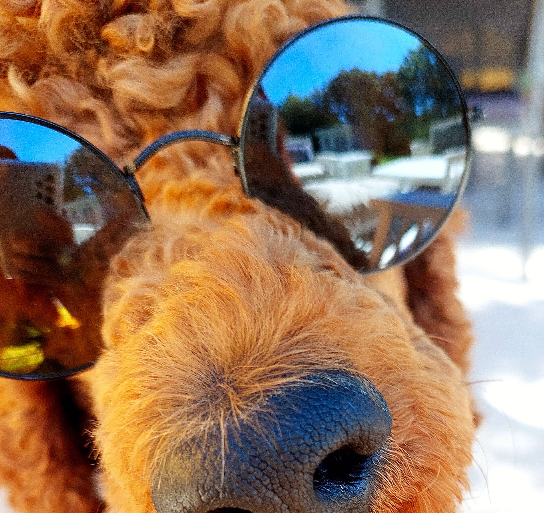 Sacha a rejoint le concours — aidez-le/la à gagner de superbes lots ! automotive_mirror, bovine, close_up, eyelash, eyewear, fawn, fur, liver, livestock, pack_animal, plant, snout, snow, sunglasses, terrestrial_animal, tree, vertebrate, whiskers, working_animal, wrinkle