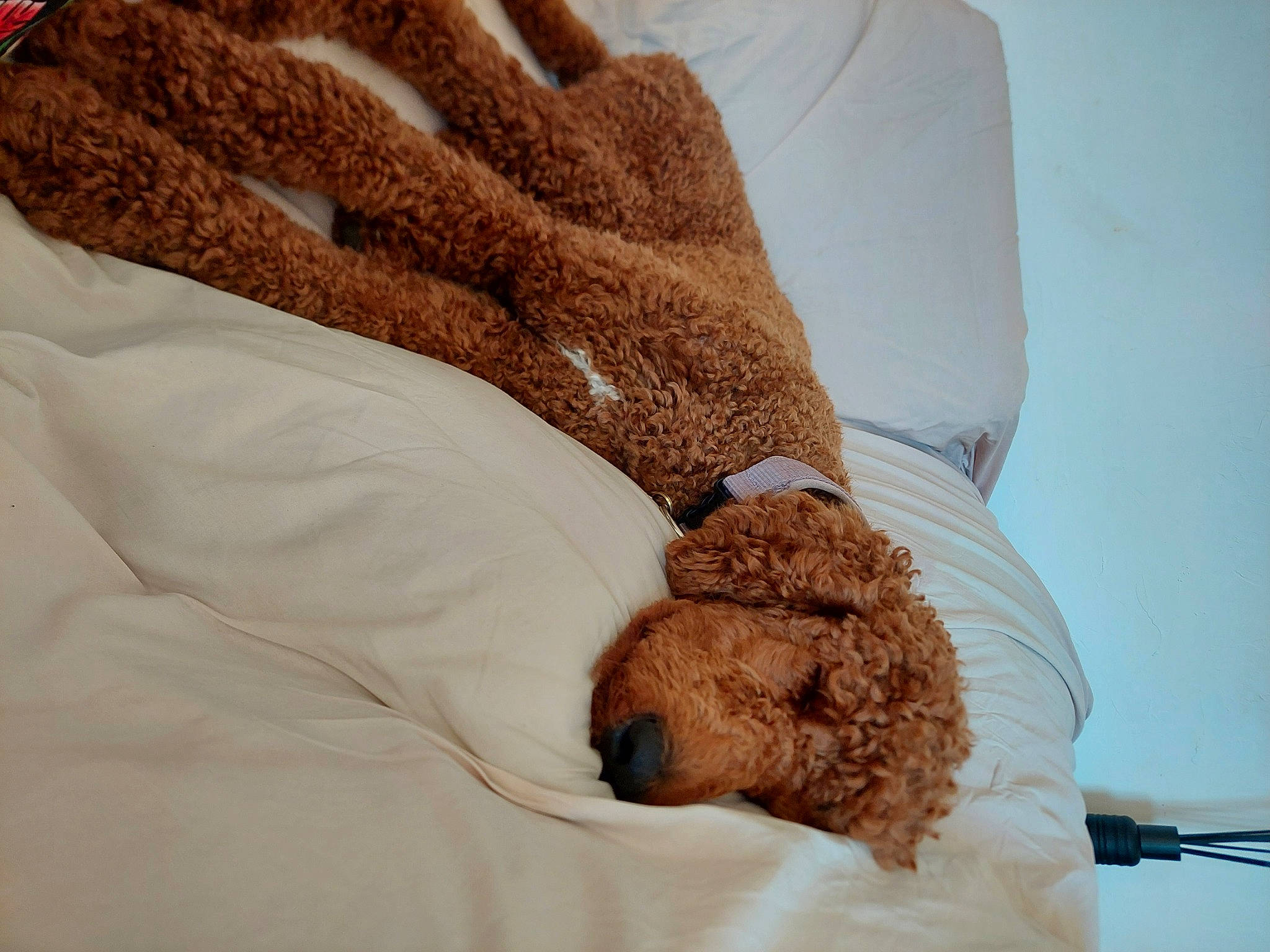 Sacha a rejoint le concours — aidez-le/la à gagner de superbes lots ! carnivore, comfort, companion_dog, dog, dog_breed, fur, gesture, hand, linens, mammal, nail, poodle, sleeve, sporting_group, stuffed_toy, teddy_bear, textile, toy_dog, vertebrate, wrist