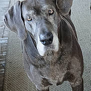 Dixie Lynn joined the competition — help win amazing prizes! dog, pet, large_dog, senior_dog, brown_dog, canine, portrait, close_up, ears, eyes, nose, muzzle, fur, whiskers, indoor, woven_mat, porch, wood_floor, looking_up, attentive