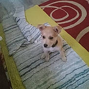 Freya May is registered to the contest to win money with this photo: puppy, dog, blanket, cushion, rug, striped_pattern, collar, paws, indoor, carpet, red_rug, yellow_cushion, sitting, looking_up, cute, pet, small_dog, floor, home_interior, furniture