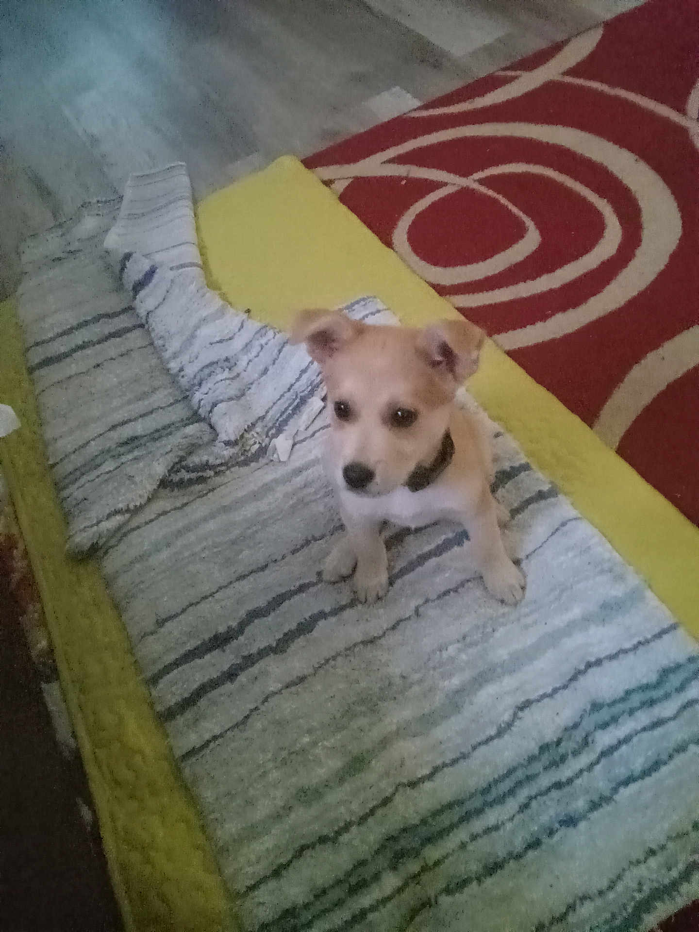 Freya May is registered to the contest to win money with this photo: puppy, dog, blanket, cushion, rug, striped_pattern, collar, paws, indoor, carpet, red_rug, yellow_cushion, sitting, looking_up, cute, pet, small_dog, floor, home_interior, furniture