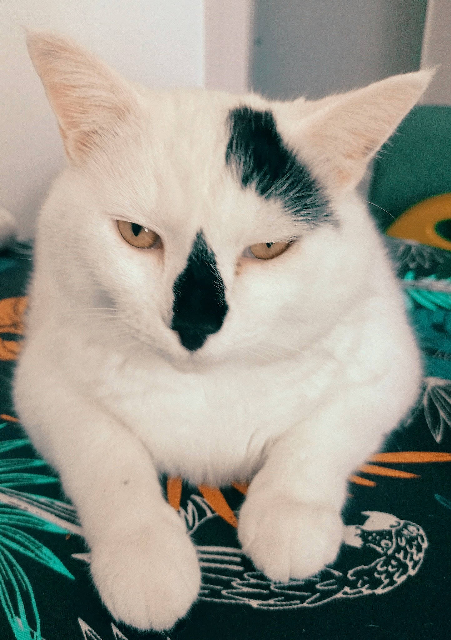 Pirate a rejoint le concours — aidez-le/la à gagner de superbes lots ! carnivore, cat, claw, comfort, domestic_short_haired_cat, eye, eyelash, felidae, foot, fur, head, iris, paw, small_to_medium_sized_cats, snout, tail, whiskers