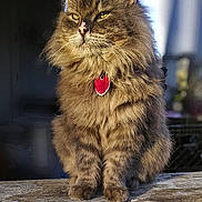 Mtwo joined the competition — help win amazing prizes! animal, cat, closeup, ears, feline, fluffy, fur, majestic, nose, outdoor, paw, pet, portrait, red, sitting, striped, sunlight, tag, whiskers, wood