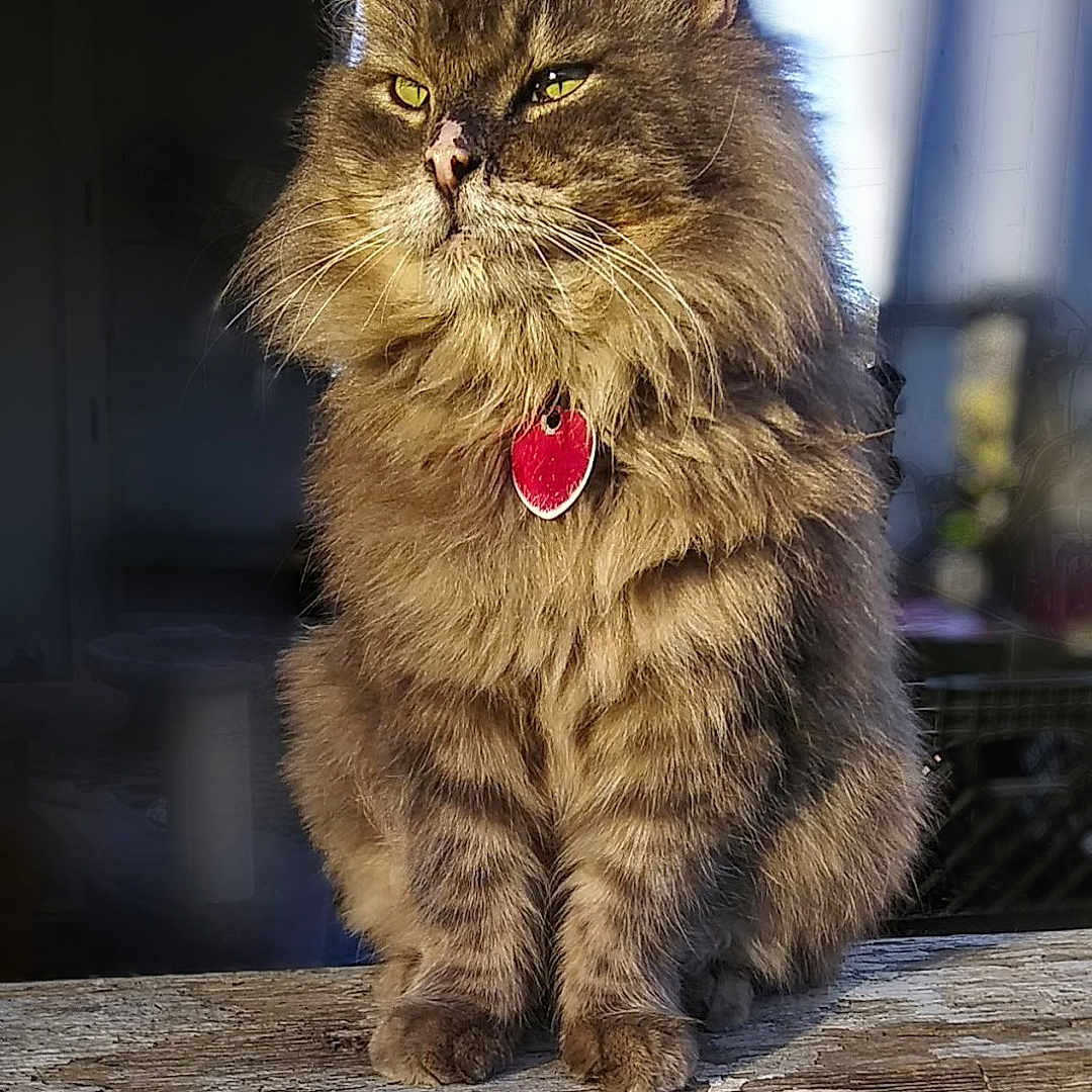 Mtwo joined the competition — help win amazing prizes! animal, cat, closeup, ears, feline, fluffy, fur, majestic, nose, outdoor, paw, pet, portrait, red, sitting, striped, sunlight, tag, whiskers, wood