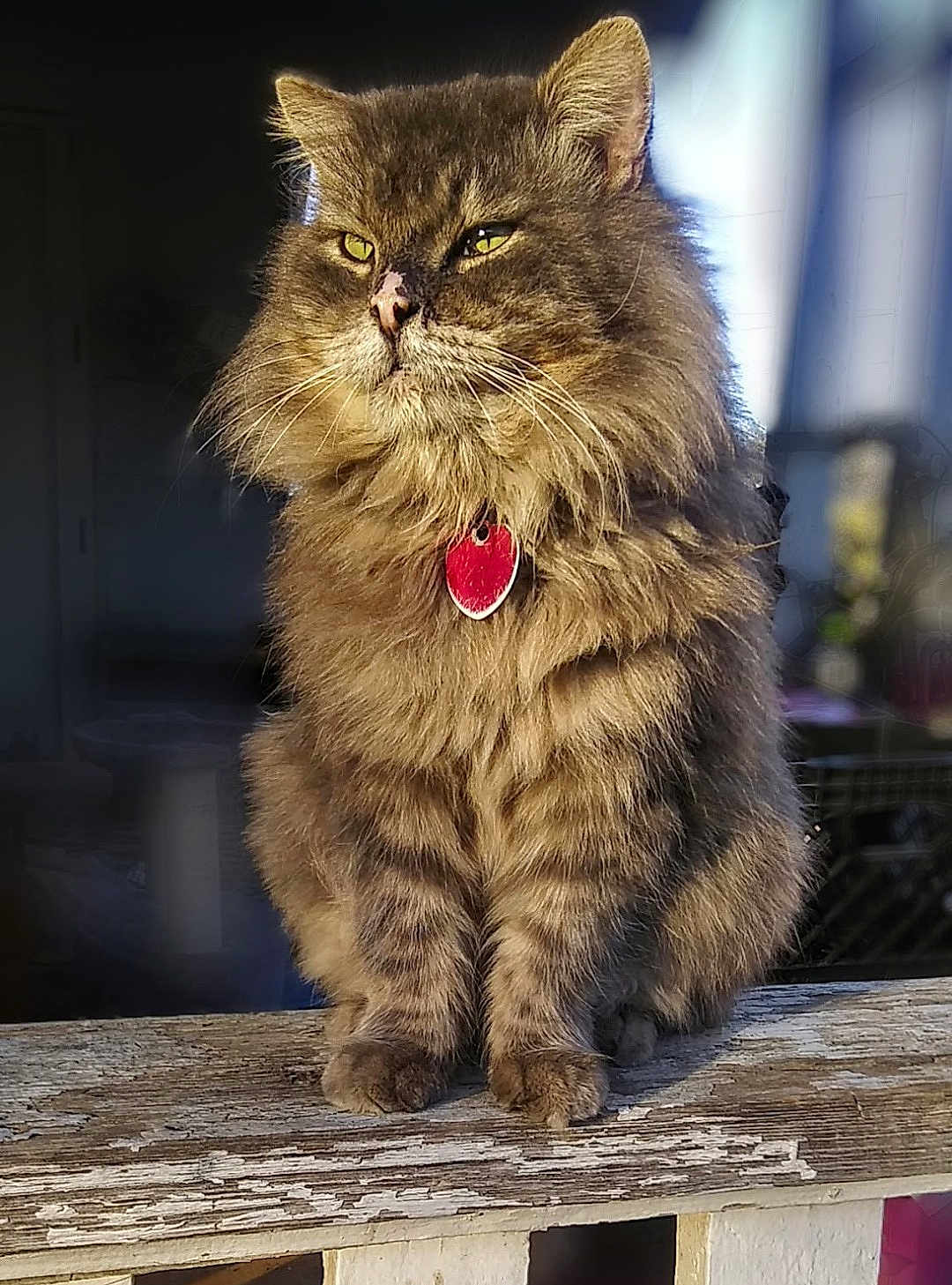 Mtwo joined the competition — help win amazing prizes! animal, cat, closeup, ears, feline, fluffy, fur, majestic, nose, outdoor, paw, pet, portrait, red, sitting, striped, sunlight, tag, whiskers, wood