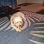 Buddy is registered to the contest to win money with this photo: dog, toy, carpet, indoor, pet, animal, chewing, floor, furniture, door, home, white_dog, carrot_toy, relaxed, domestic, paw, head, resting, living_room, cute