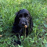 Alana participe au concours pour gagner de l'argent avec cette photo : animal, black_dog, close_up, curious, cute, dog, flower, fur, grass, greenery, leaf, lying_down, nature, outdoor, pet, plant, puppy, snout, summer, young_dog