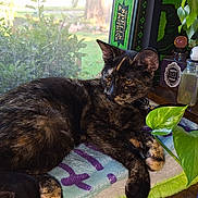 Ambrose is registered to the contest to win money with this photo: cat, tortoiseshell_cat, window, plant, potted_plant, blanket, table, bottle, greenery, indoor, relaxing, pet, feline, leaf, decor, nature, home, cozy, resting, sunlight