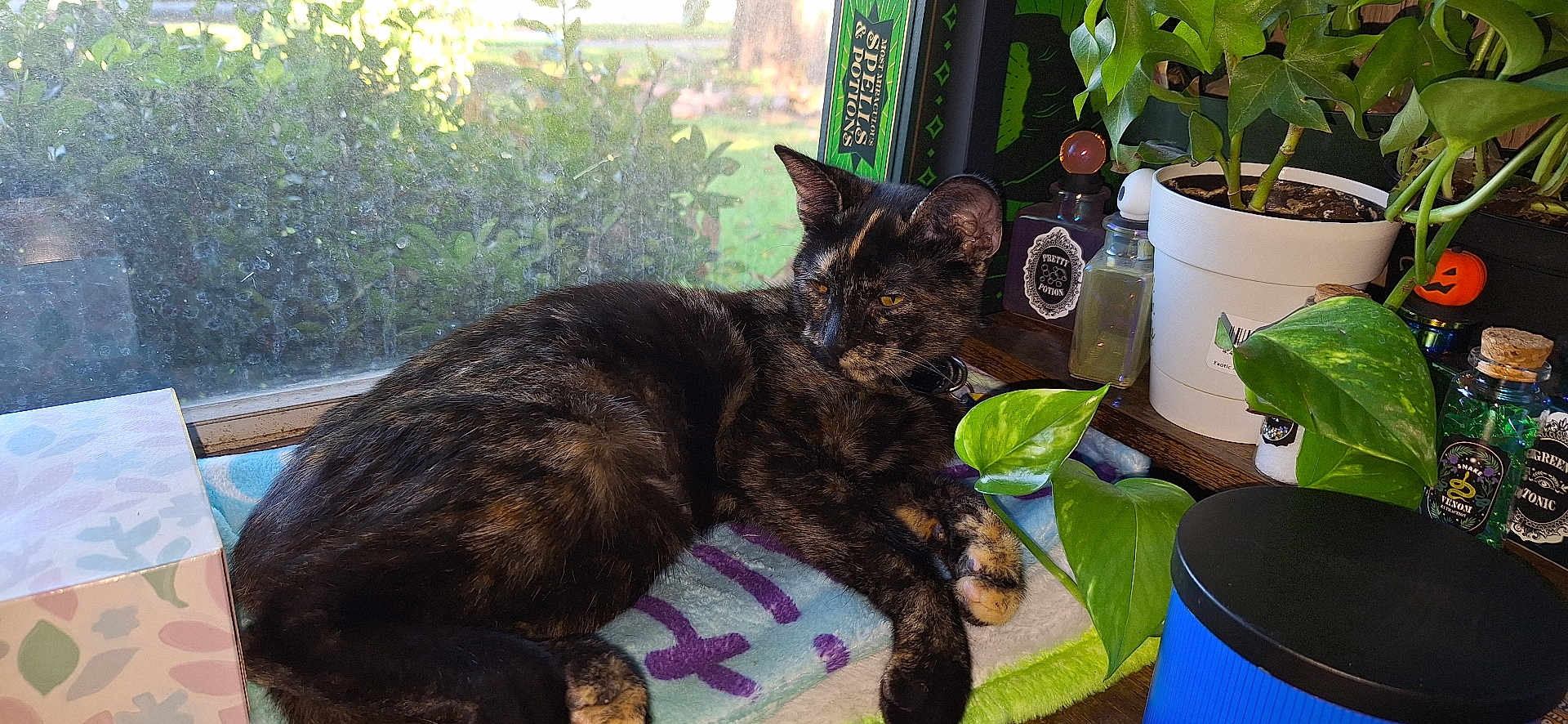 Ambrose is registered to the contest to win money with this photo: cat, tortoiseshell_cat, window, plant, potted_plant, blanket, table, bottle, greenery, indoor, relaxing, pet, feline, leaf, decor, nature, home, cozy, resting, sunlight