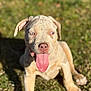 dog, puppy, tongue_out, grass, outdoor, sunlight, blue_eyes, pet, animal, canine, cute, sitting, young, friendly, happy, nature, daylight, fur, playful, closeup