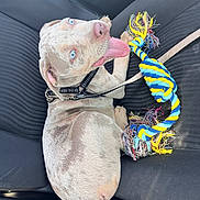 Zyga participe au concours pour gagner de l'argent avec cette photo : puppy, dog, car_seat, toy, rope_toy, blue_eyes, leash, tongue_out, pet, animal, happy, playful, inside_car, seatbelt_buckle, closeup, young_dog, canine, domestic_animal, sitting, looking_up