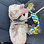 puppy, dog, car_seat, toy, rope_toy, blue_eyes, leash, tongue_out, pet, animal, happy, playful, inside_car, seatbelt_buckle, closeup, young_dog, canine, domestic_animal, sitting, looking_up