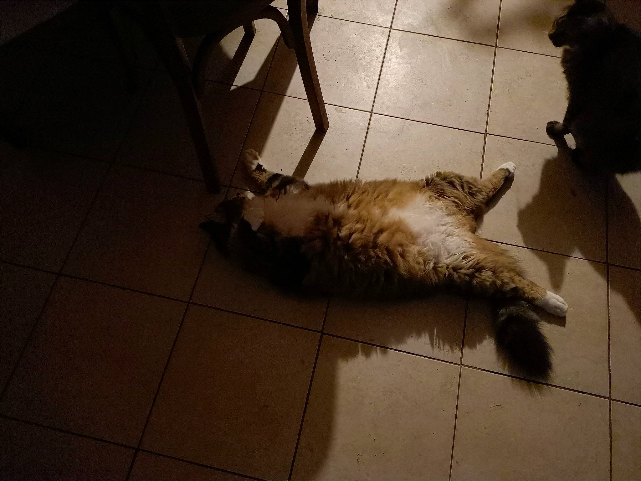 Prince a rejoint le concours — aidez-le/la à gagner de superbes lots ! carnivore, cat, claw, fawn, felidae, floor, flooring, fur, small_to_medium_sized_cats, snout, tail, whiskers