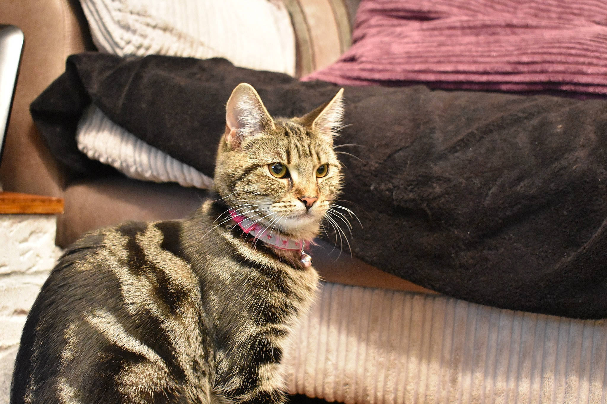 Ethel joined the competition — help win amazing prizes! american_shorthair, american_wirehair, asian, australian_mist, california_spangled, carnivore, cat, domestic_short_haired_cat, dragon_li, egyptian_mau, european_shorthair, felidae, fur, mammal, ocicat, small_to_medium_sized_cats, sokoke, tabby_cat, vertebrate, whiskers