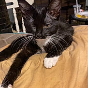 Anya joined the competition — help win amazing prizes! abyssinian, animal, bed, bedroom, blackcat, blanket, cabinet, cat, couch, drawer, electronics, furniture, indoors, kitten, manx, pet, plywood, room, screen, wood