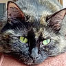 Boulette a rejoint le concours — aidez-le/la à gagner de superbes lots ! cat, tortoiseshell, close_up, green_eyes, resting, fur, pet, animal, whiskers, ears, face, indoor, cute, sleepy, mammal, feline, domestic, soft_surface, portrait, calm