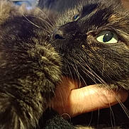 Boulette a rejoint le concours — aidez-le/la à gagner de superbes lots ! cat, tortoiseshell, close_up, furry, paw, whiskers, green_eyes, pet, animal, cute, indoor, hand, human_interaction, soft, fur, face, nose, relaxed, domestic_cat, companionship