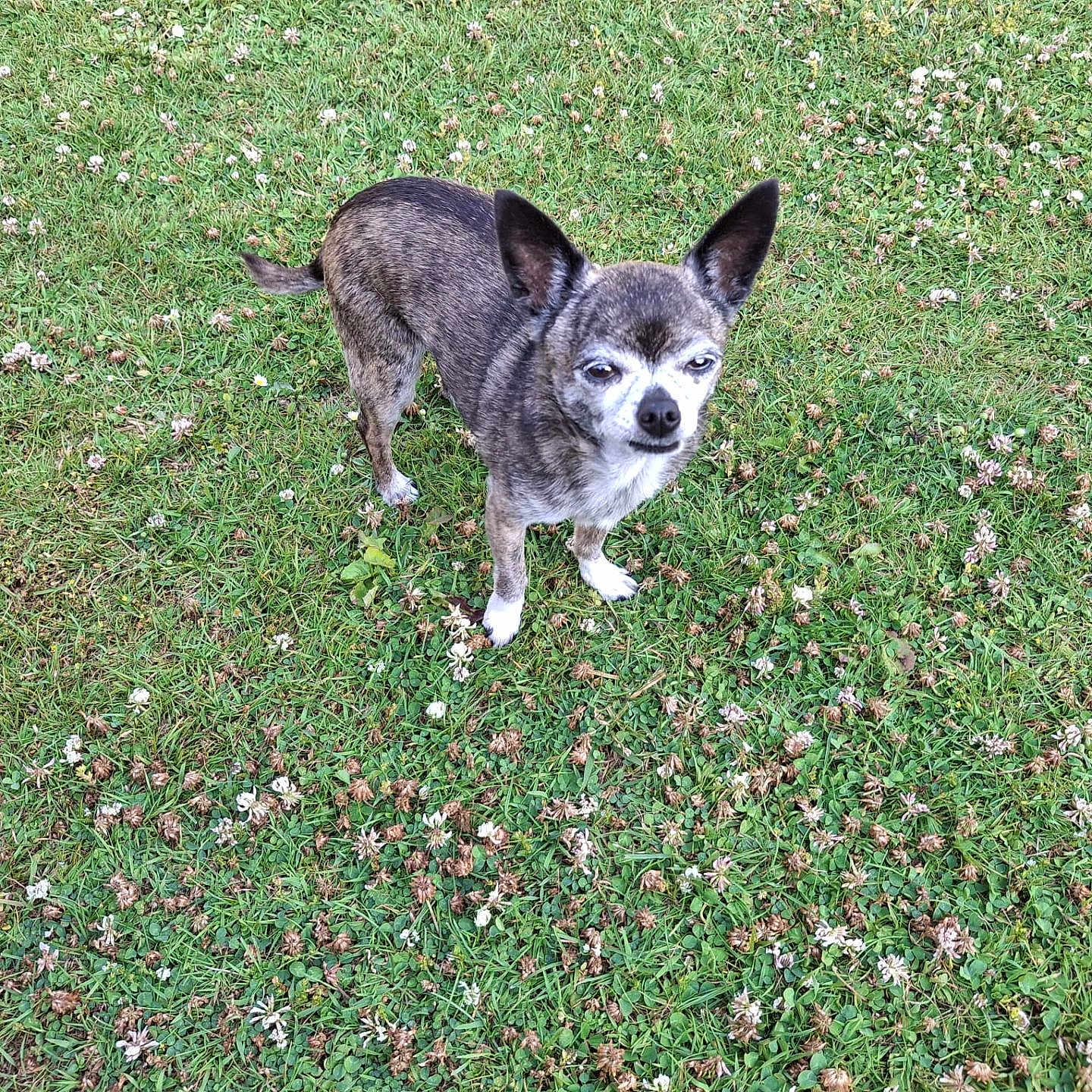Mylia participe au concours pour gagner de l'argent avec cette photo : alert, animal, canine, close_up, cute, daytime, dog, ears, flower, fur, grass, greenery, lawn, nature, outdoor, pet, small_dog, standing, summer, white_paws