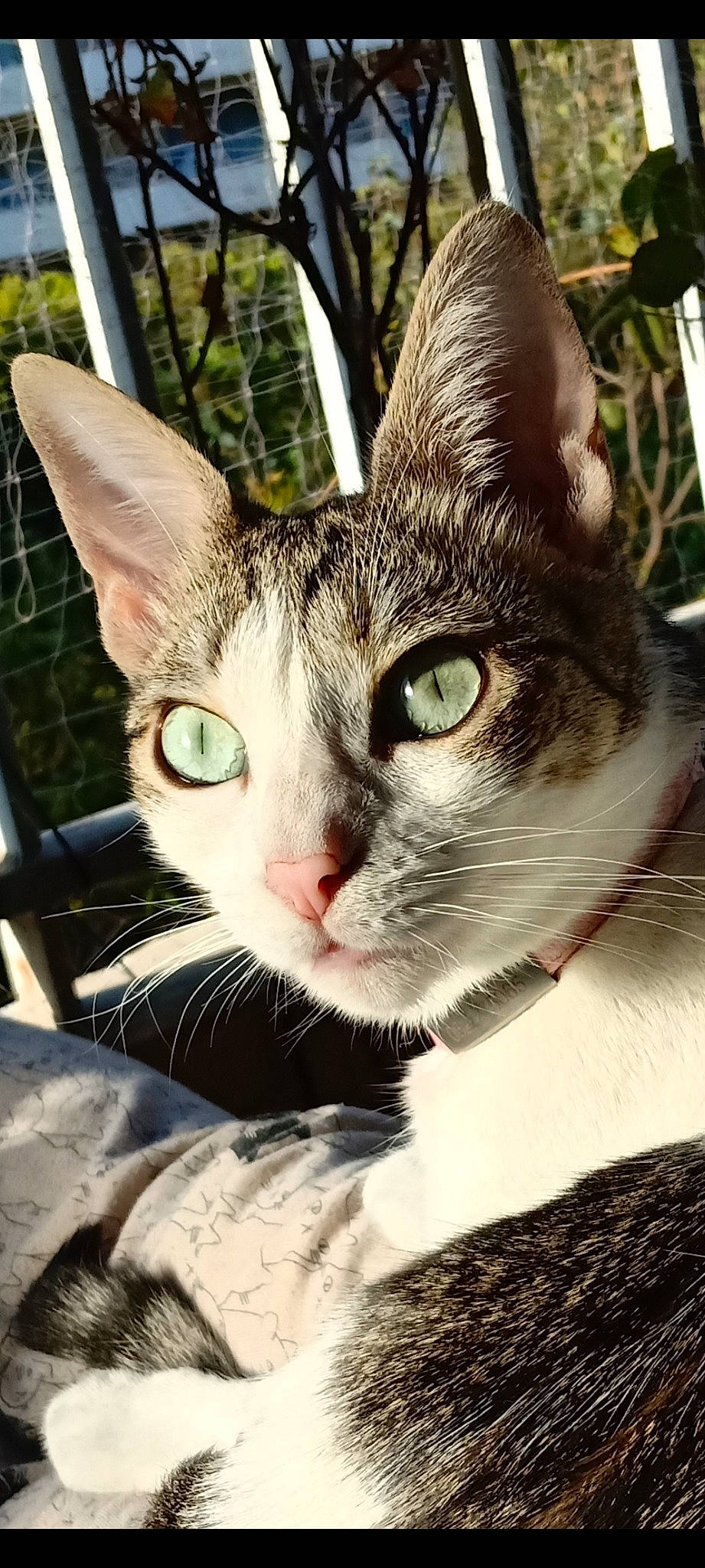 Debbie participe au concours pour gagner de l'argent avec cette photo : carnivore, cat, claw, collar, domestic_short_haired_cat, eye, felidae, fur, grass, iris, paw, plant, small_to_medium_sized_cats, snout, terrestrial_animal, tree, whiskers, wildlife, window